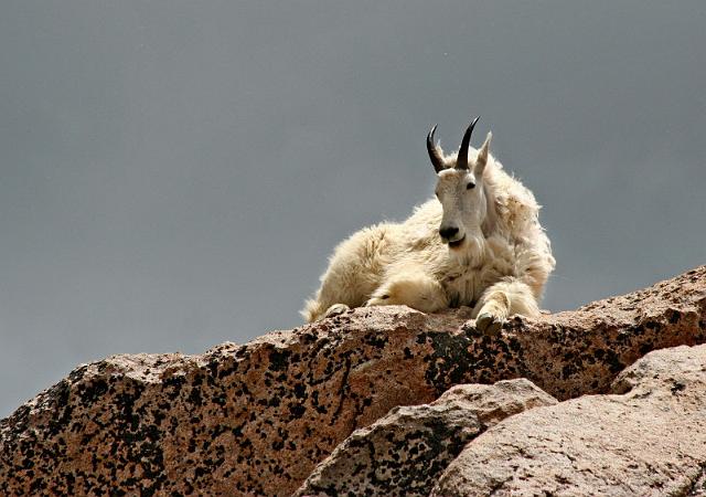 135 mount evans.JPG